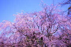 六義園 桜
