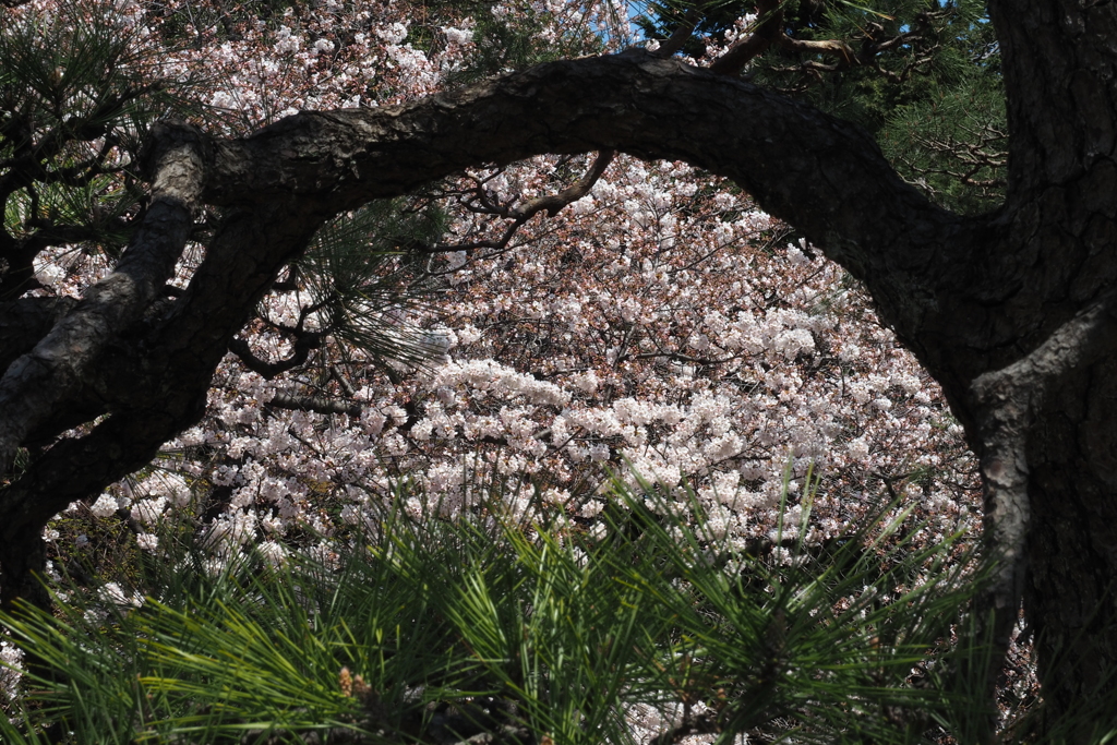 新宿御苑 桜見る松の窓