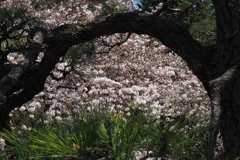 新宿御苑 桜見る松の窓