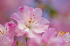 春の花