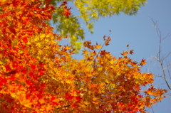 紅葉
