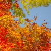紅葉