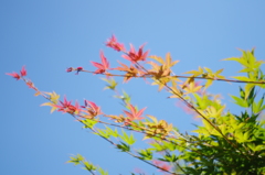 紅葉