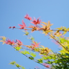 紅葉
