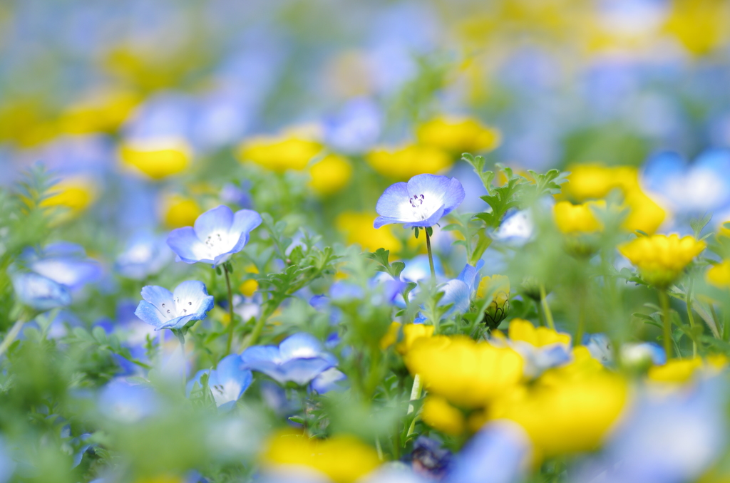 花壇