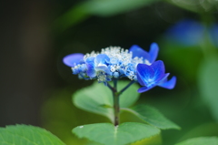 紫陽花