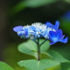 紫陽花