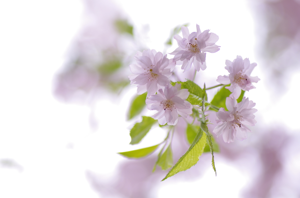 垂れ桜