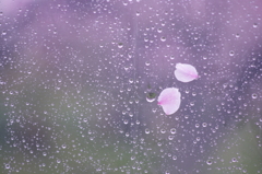 桜の花びら