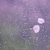 桜の花びら