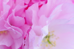 八重桜の花びら