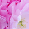 八重桜の花びら