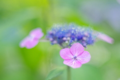紫陽花