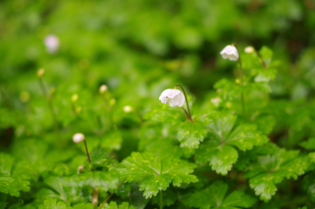 野いちごの花…？