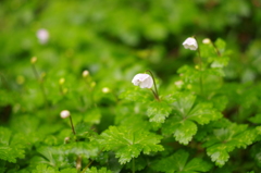 野いちごの花…？