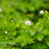 野いちごの花…？