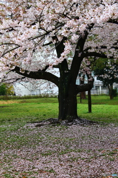 散る