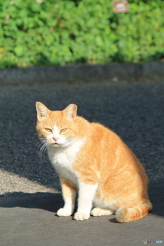 皇居の猫