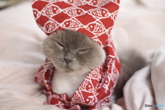 ネムぃ・・・のに・・・