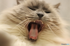 あ゛ー