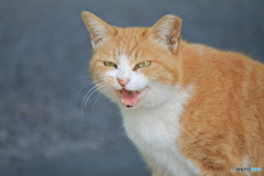 ニャー