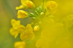 菜の花の夢