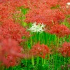 お彼岸