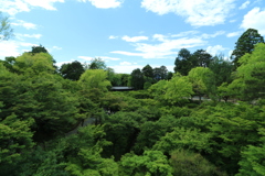 新緑の東福寺