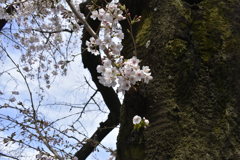 桜02