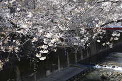 川に咲く桜02
