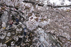 川辺の桜01