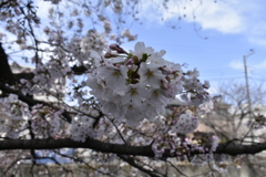 川辺の桜02