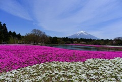 富士芝桜2