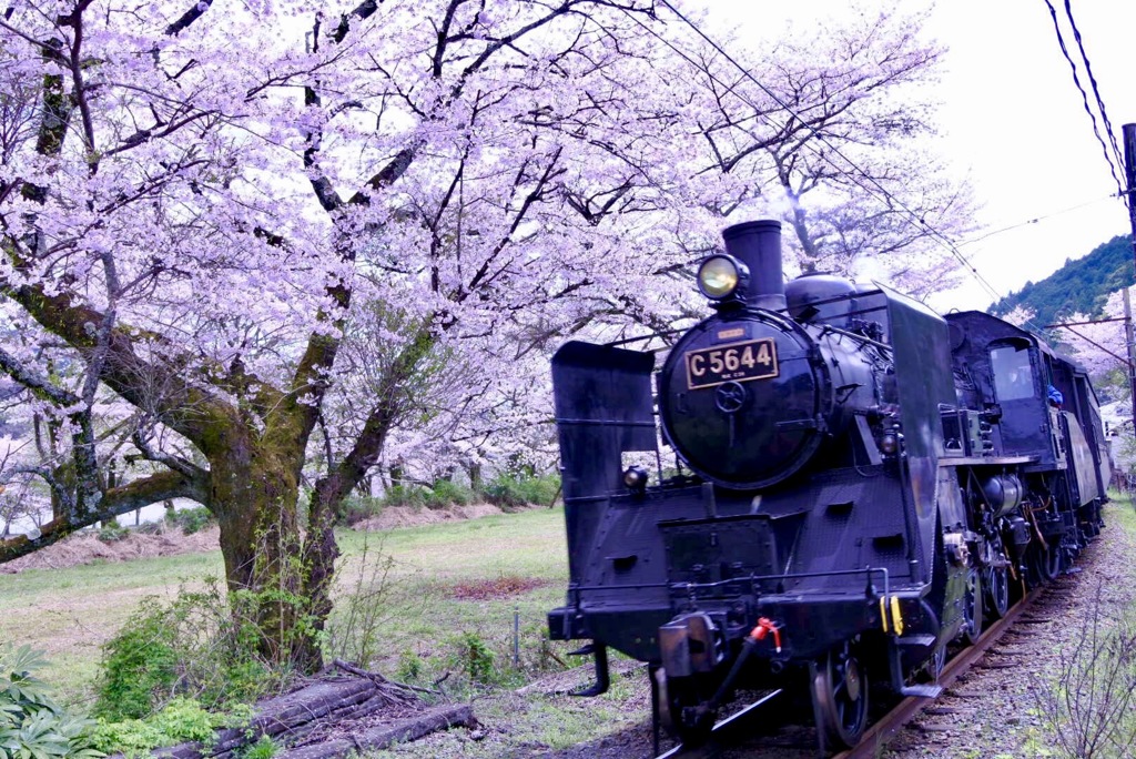 桜とSL