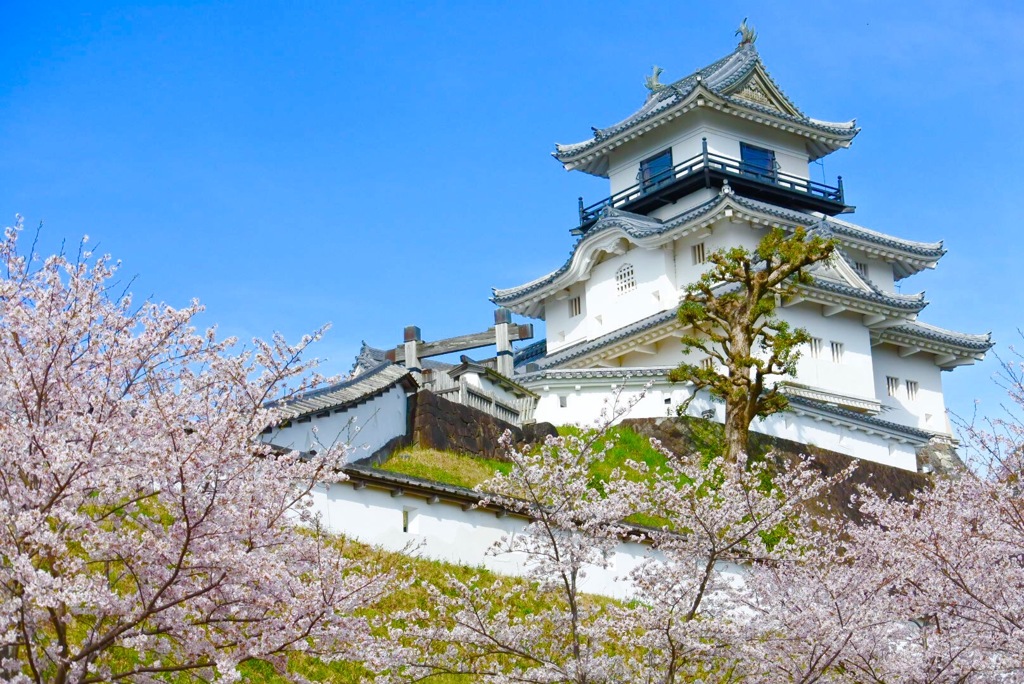 掛川城と桜と松