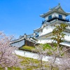 掛川城と桜と松