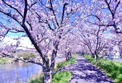 桜並木5