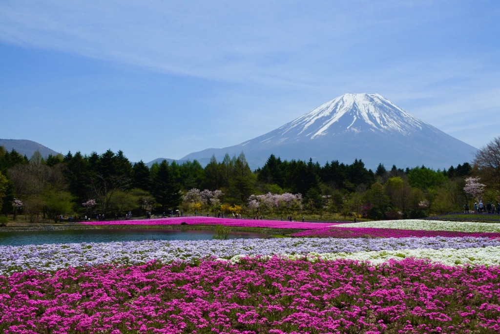 富士芝桜1