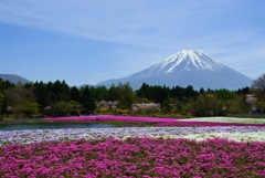 富士芝桜1