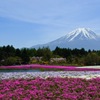 富士芝桜1