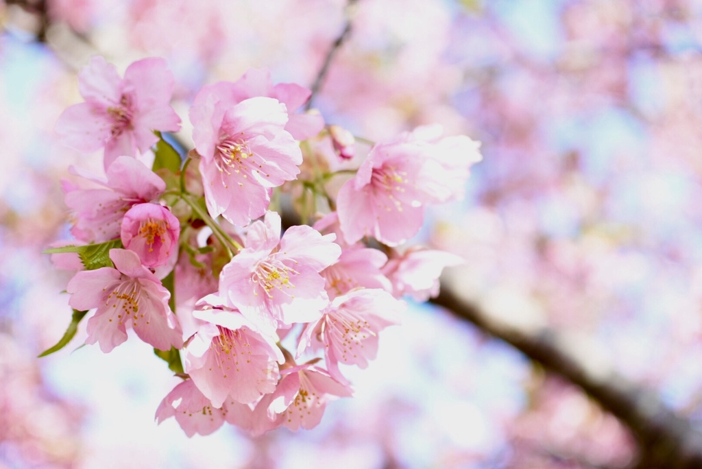 河津桜④