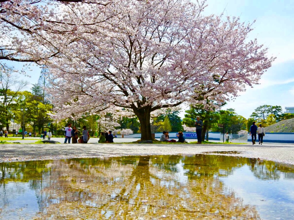 逆さ桜