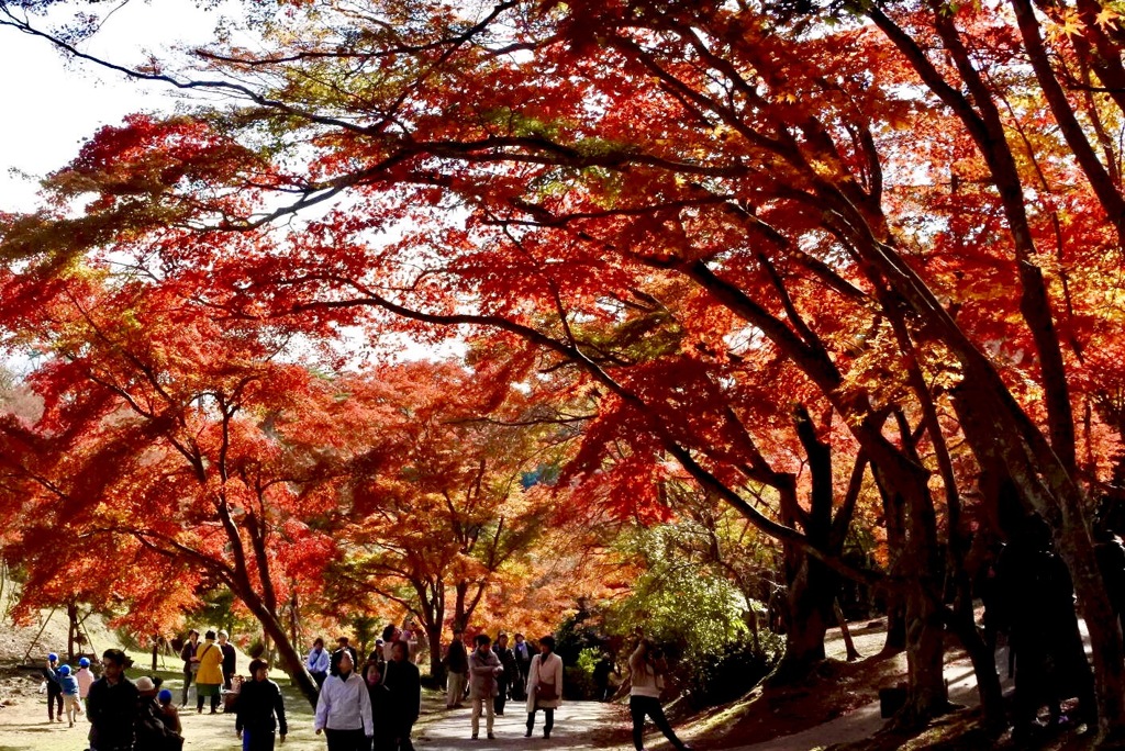紅葉のアーチ