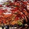 紅葉のアーチ