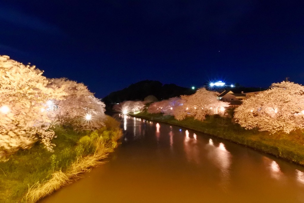 夜桜