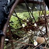 鯖と花