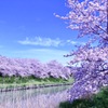 桜並木4
