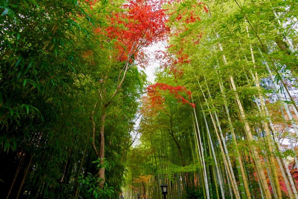 竹林に混ざる赤