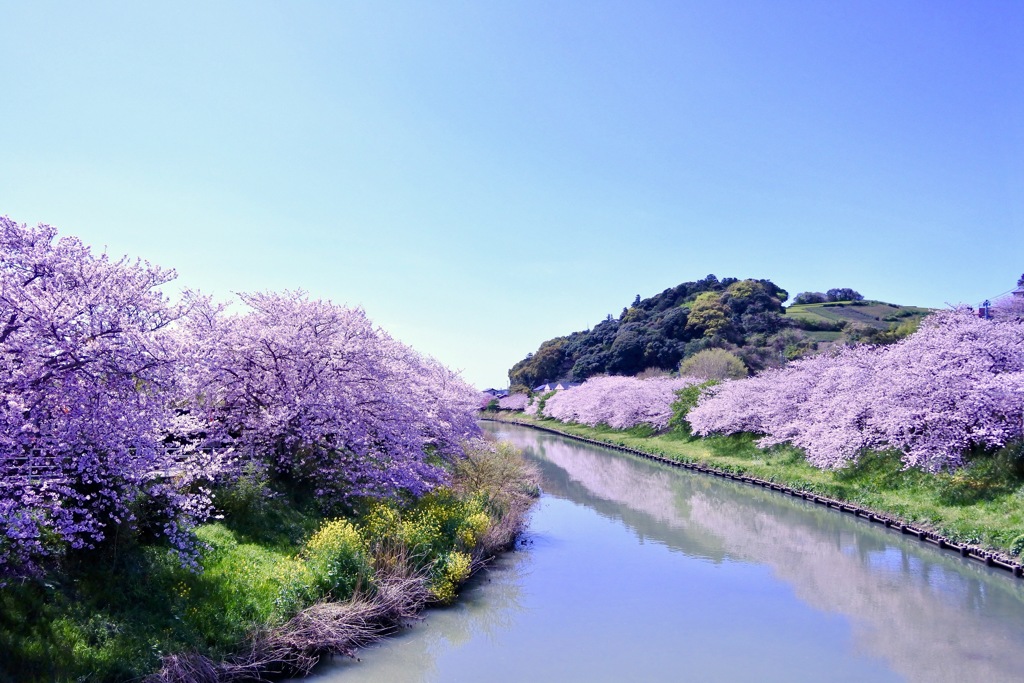 桜並木3