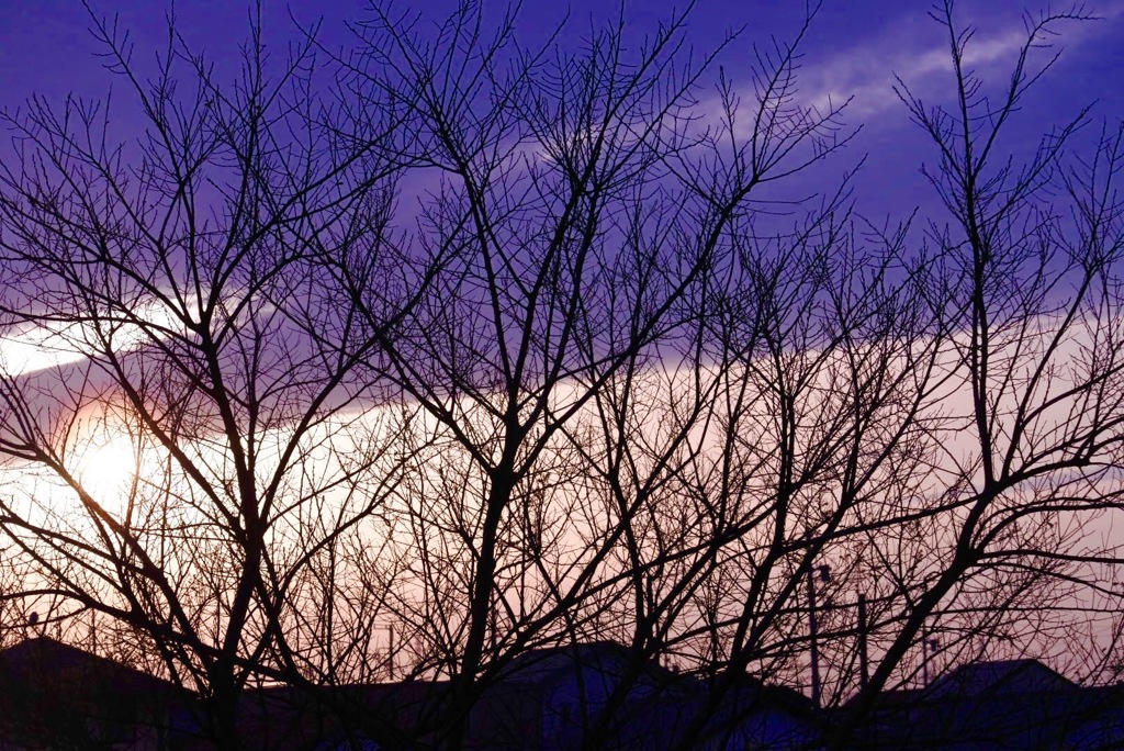 夕日と枝